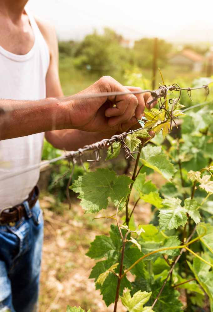 A close up of the hands and torso of a man in a white tank top and jeans pruning a trellised grape vine