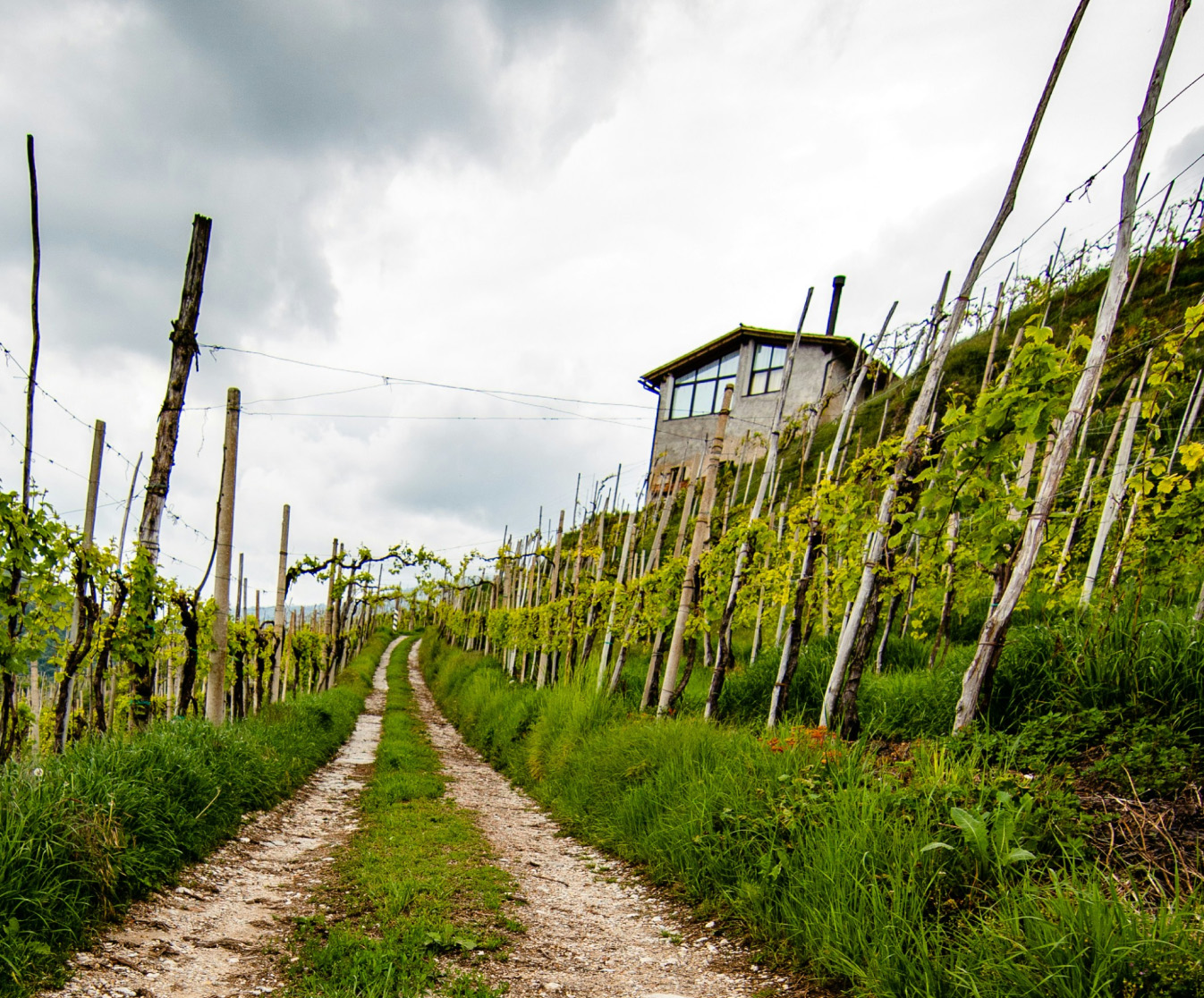 A hillside with a dirt road in the middle, rising gently into the distance, with trellised vineyard rows of grape vines on either side, a house on the right above the vinyeard rows, and an overcast sky